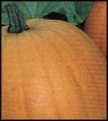 Pumpkins - Jack O Lantern Pumpkins Organic Seeds