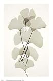 Ginko - Artist: Albert Koetsier - Art Print Poster Size: 13.00 by 20.00 inches