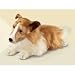 Yomiko Collie Large