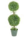 36 Inch Double Ball Cypress Topiary 510 L In Pot