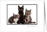 Black Frame White Border - Your Photo Here Card