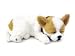 Perfect Petzzz Tan and White Chihuahua Puppy