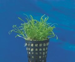 Lilaeopsis Brasiliensis - POT Product Image