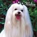   - Maltese 2009 Wall Calendar