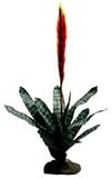 Lucky Reptile - Bromelie - Feuerschwert