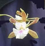 Encyclia gracile 1384s