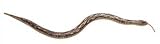 Review Toyday Traditional & Classic T  / Wooden Swaying Snake