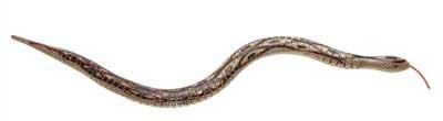 Childrens Toyshop  Toys : Wooden Swaying Snake
