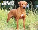 Just Rhodesian Ridgebacks 2010 Wall Calendar