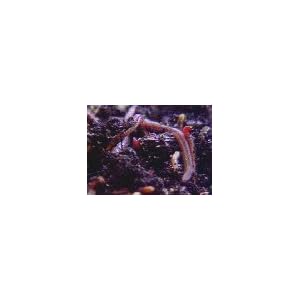 Earthworm Garden Live Red Wiggler 1lb Size