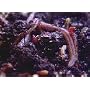 Earthworm Garden Live Red Wiggler 1lb Size