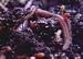 Earthworm Garden Live Red Wiggler 1lb Size