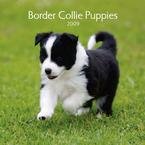 Border Collie Puppies 2009 Mini Wall Calendar