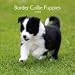 Border Collie Puppies 2009 Mini Wall Calendar