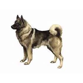 7.5cm x 5cm Acrylic Fridge Magnet-Elkhound