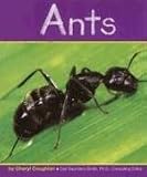 Ants (Insects)