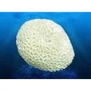 Deep Blue Professional ADB80030 Brain Coral for Aquarium, 3.5 by 4 by 3-Inch