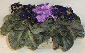 Triple African Violet in "Old World" Stone
