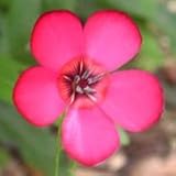Scarlet Flax (Linum grandiflorum rubrum) - Jumbo Wildflower Seed Packet
