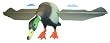 Lucky Duck Decoy, Drake Lucky Duck, Drake