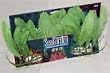 Silk Caulerpa Mexican Aquarium Plant, Large