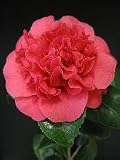 Review   / Camellia Kramers Supreme