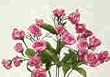 Mini Rose Bush-Mauve