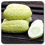 100% Certified Organic: Boothby Blonde Cucumber Seeds 100% Certified Organic: Boothby Blonde Cucumber Seeds