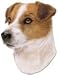 Jack Russell Terrier Bumper Magnet