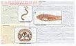 Anatomy Dissection Mats...