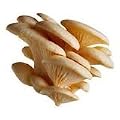 Grow It Yourself Hantana Pearl Oyster