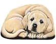 Yellow Lab Pupper Weight