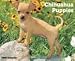 chihuahua17 - Chihuahua Puppies 2010 Wall Calendar