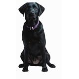 Black Labrador Retriever XL Die-Cut Photographic Magnet