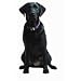 Black Labrador Retriever XL Die-Cut Photographic Magnet