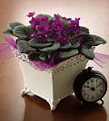 Same Day Flower Delivery Vibrant Violets