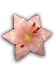 Christmas Holiday Tree Ornament Variegated Star Lily Flower Pink & Cream of Bali Albasha Wood