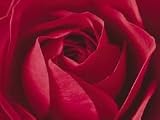 L importance c est la Rose, Print, 600 x 800 mm, Artist: Prisma