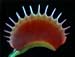 Big Vigorous Venus Flytrap-large, Carnivorous Plant