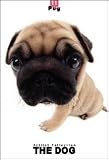THE DOG Artlist - PUG - Hand Book - 6 Postcards