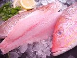 Fresh Red Snapper Fillets