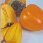 Hachiya Persimmon Tree Five Gallon Plant
