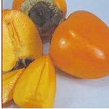 Hachiya Persimmon Tree Five Gallon Plant by Clifton's Nursery