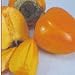 Hachiya Persimmon Tree Five Gallon Plant