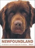 THE DOG Notecard Vol. 1 - Newfoundland
