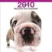 bulldog4 - Bulldog 2010 Wall Calendar