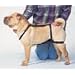 Classic Pet Products No Jump Harness
