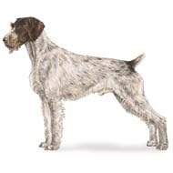 7.5cm x 5cm Acrylic Fridge Magnet-German Wirehaired Pointer