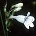 Foxglove Beardtongue (Penstemon digitalis) - Jumbo Wildflower Seed Packet