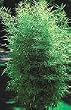 Buddha's Belly Bamboo Five Gallon